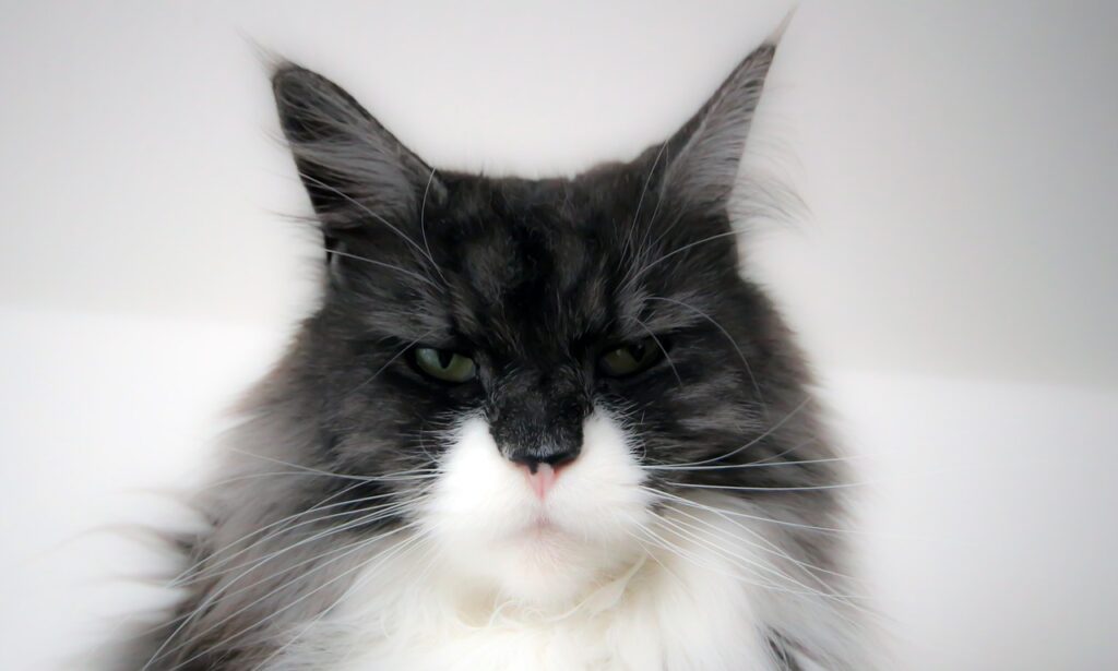 Maine, Pet, Coon