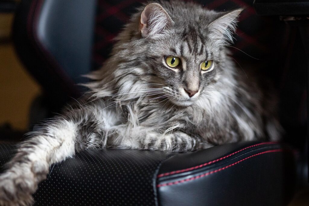 Maine coon, Cat, Feline