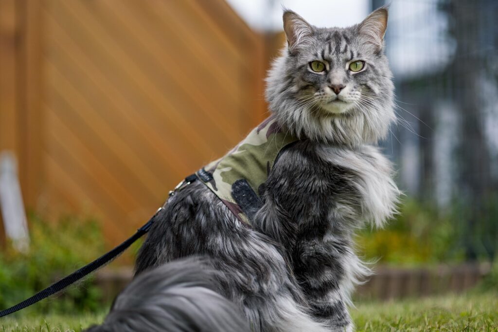 Maine coon, Cat,