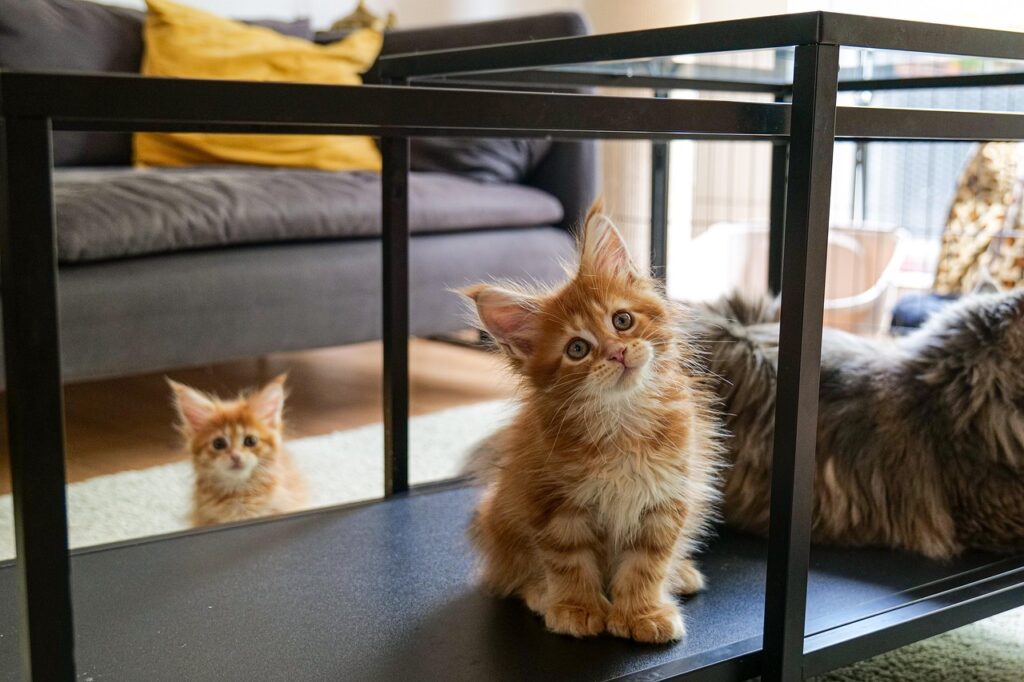 Maine coon, Cat, Nature