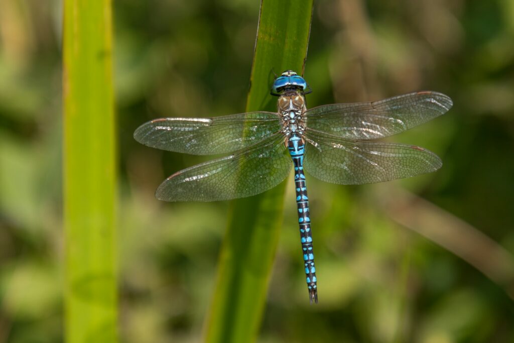 a dragonfly on a leaf
