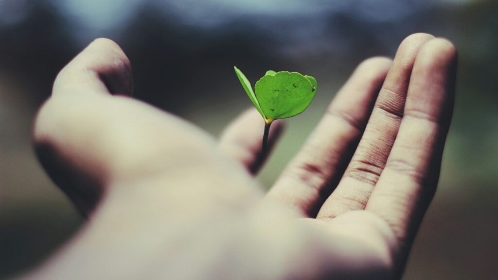 floating green leaf plant on person's hand
