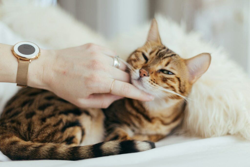 person holding brown cat on white textil