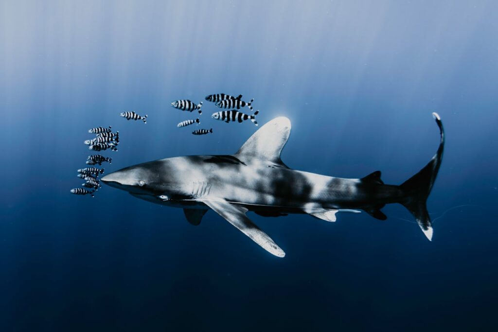 Shark and School of Zebra Fish Underwater
