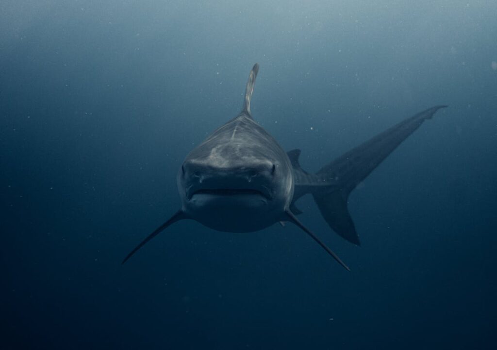Shark in Nature

