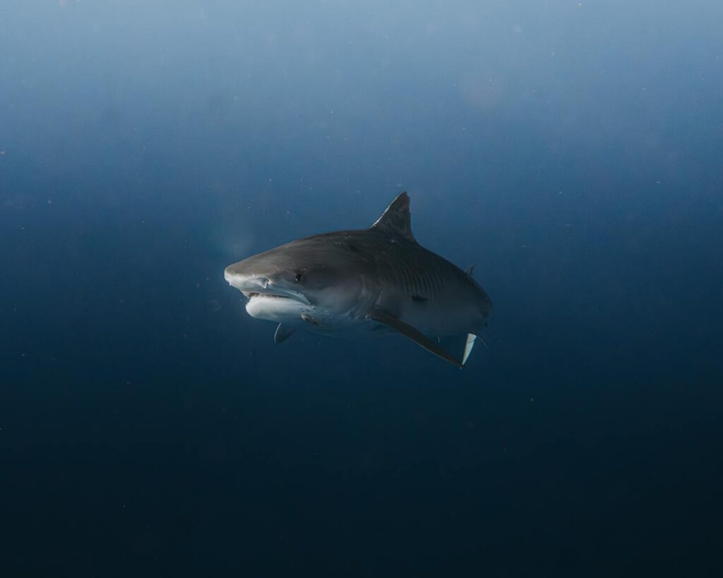 Shark Swimming Underwater
