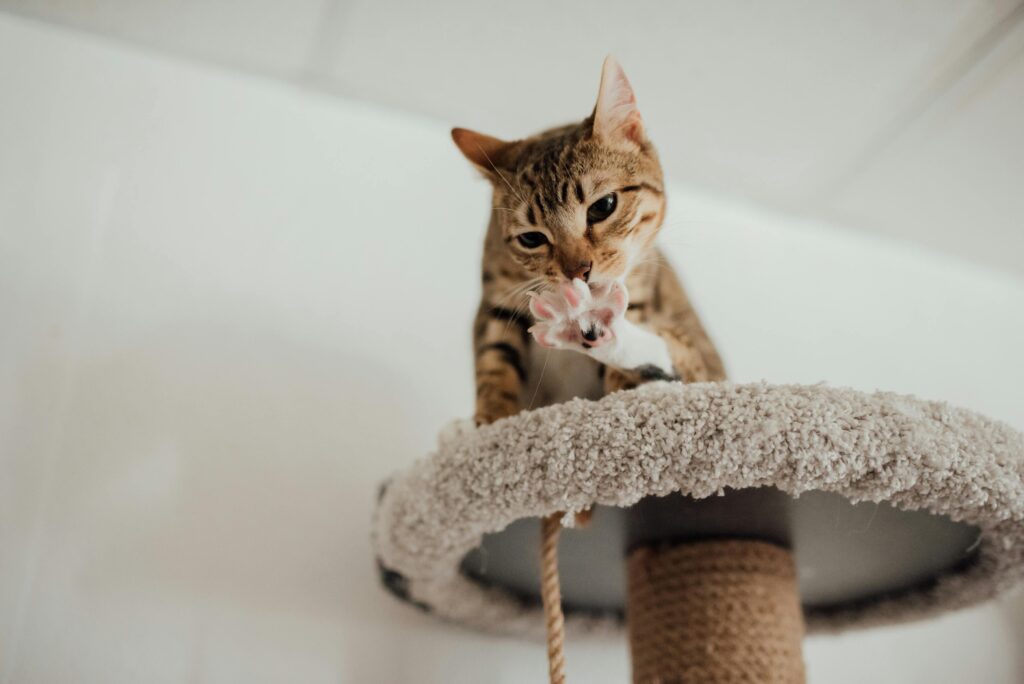 cat licking its paw