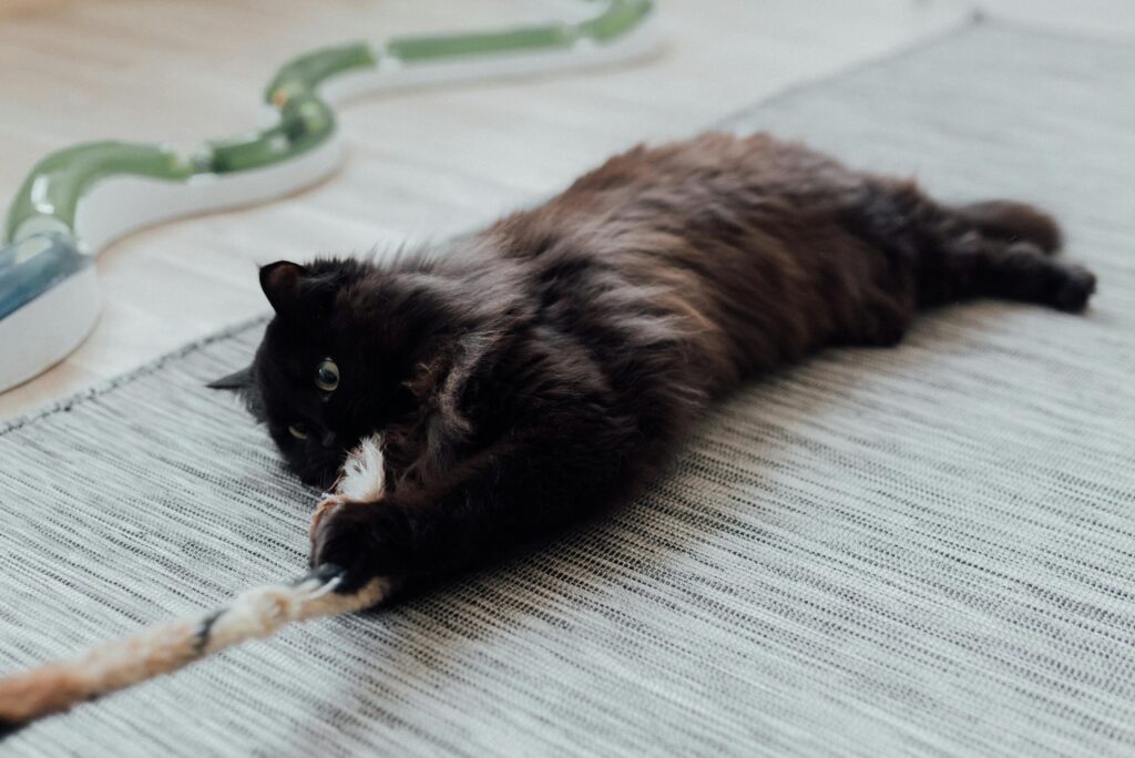 fluffy cat playing