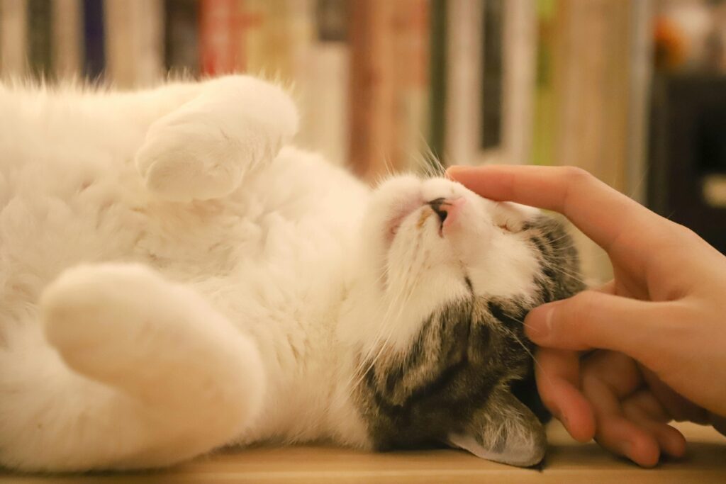 touching a cats face