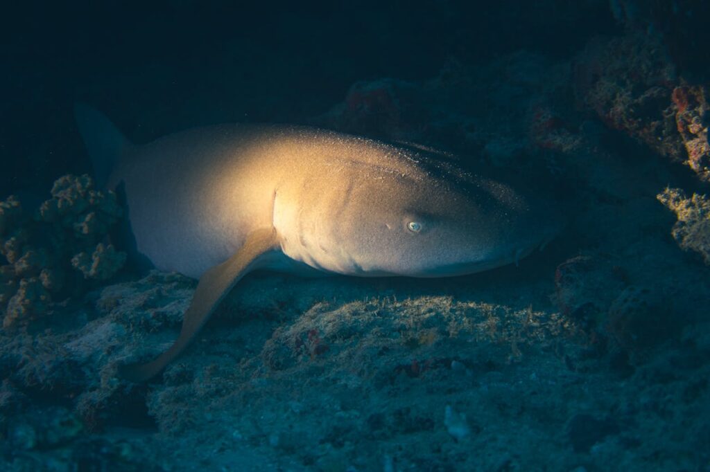 A Shark on the Ocean Floor
