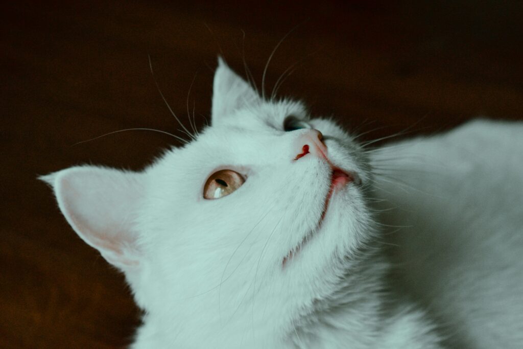 cute white cat