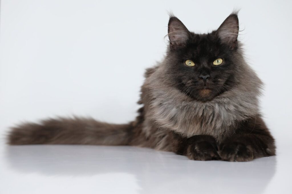 Close-Up Shot of a Maine Coon

