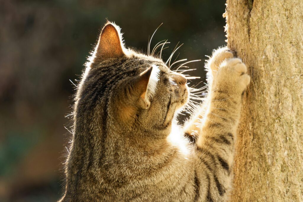 cat scratching a tree