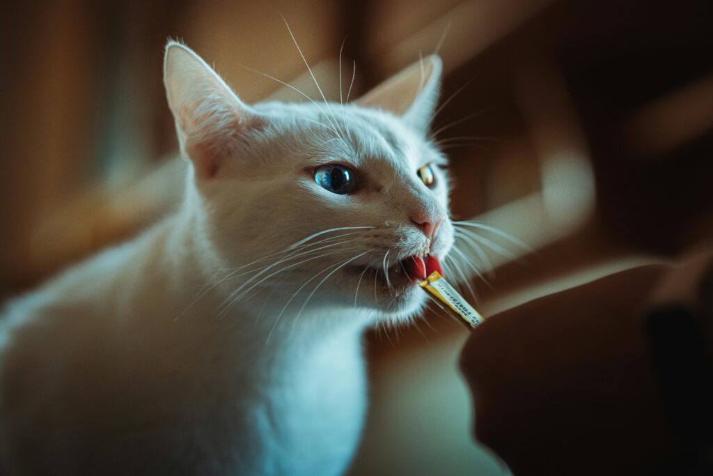cat eating a treat