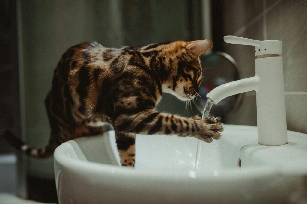 cat on sink