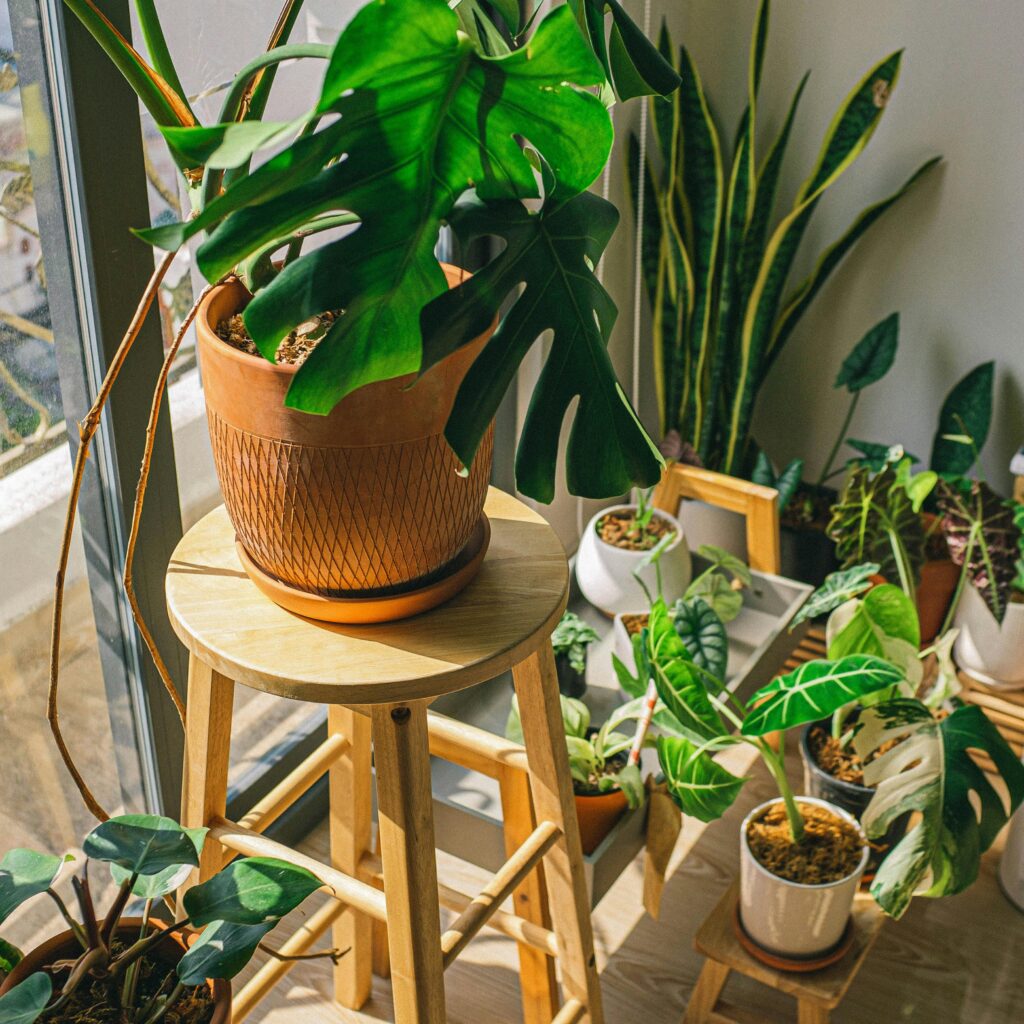 image of house plants