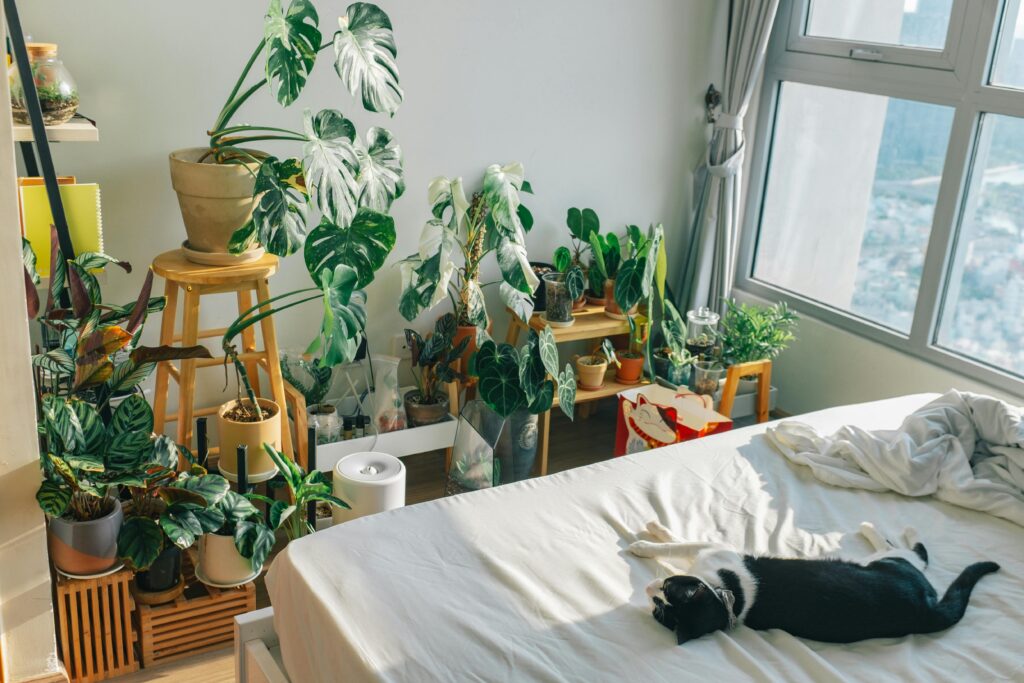 cat lying on a bed