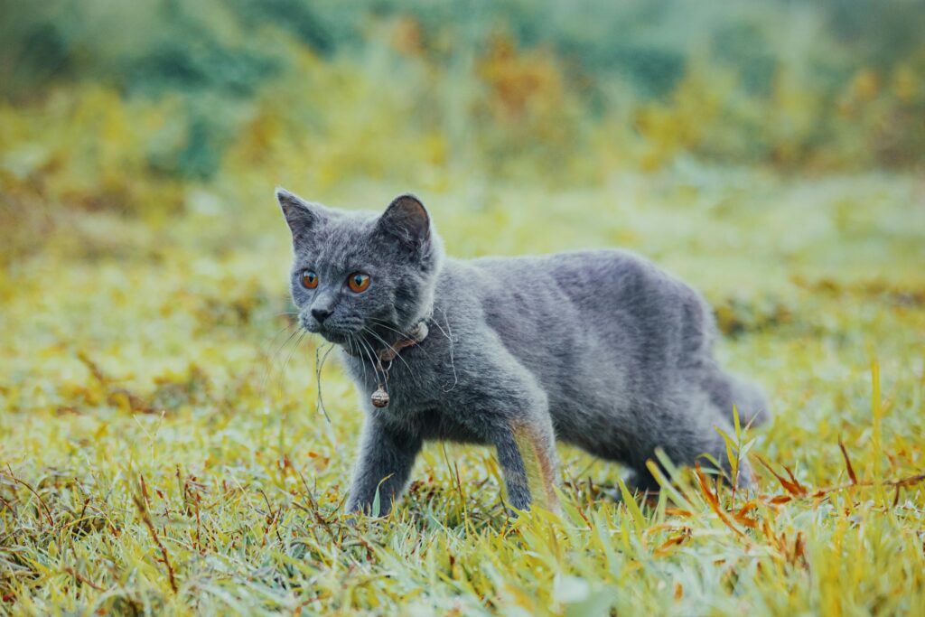 grey cat outside