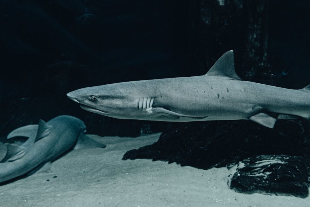Underwater View of Swimming Sharks
