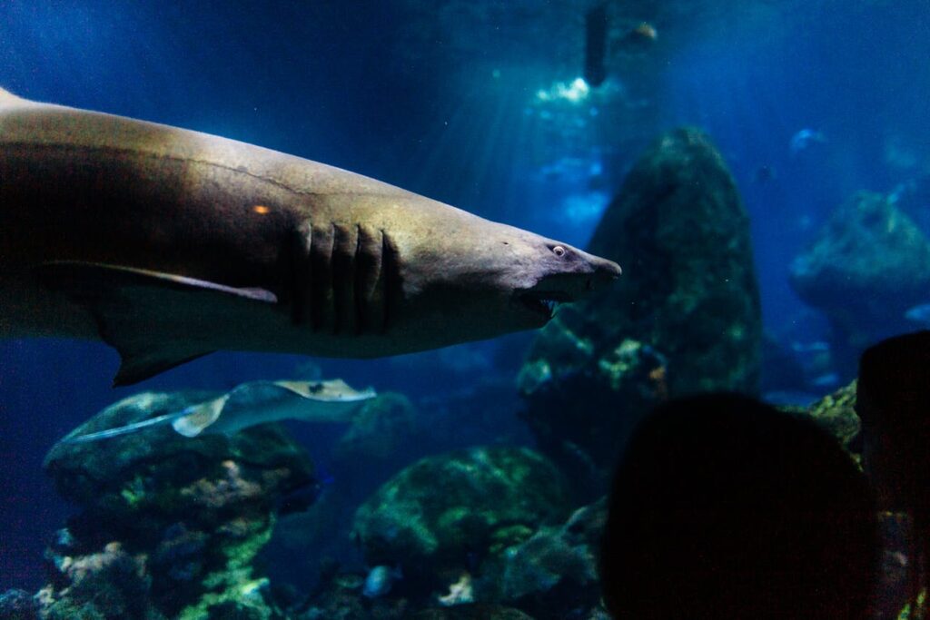 Photo Of Shark Near Corals
