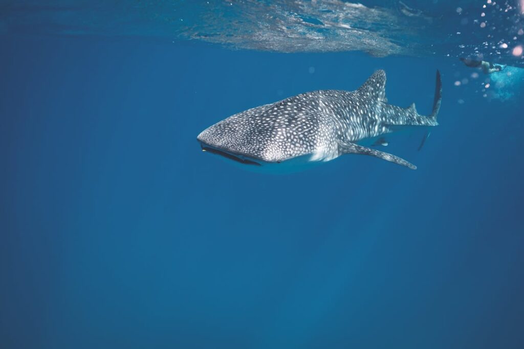 Dangerous shark swimming underwater of sea
