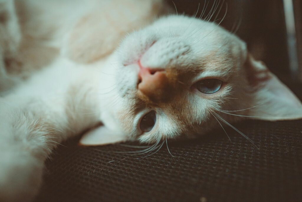cute cat with blue eyes