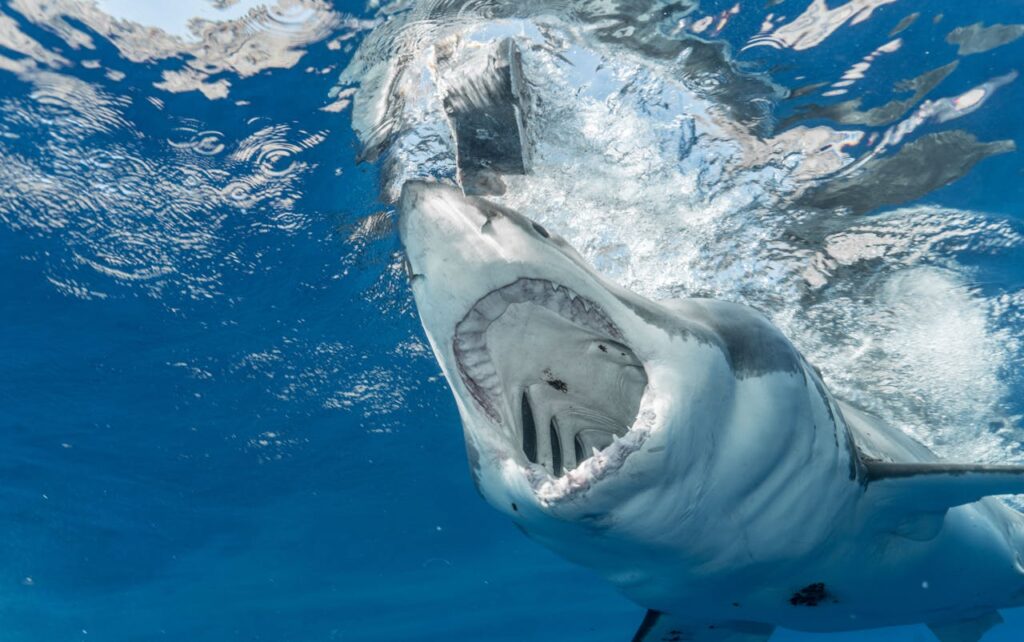 Scary shark opening mouth in water
