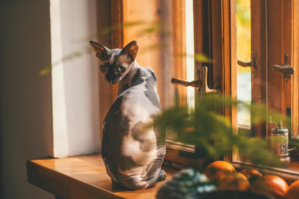 cat sitting at window