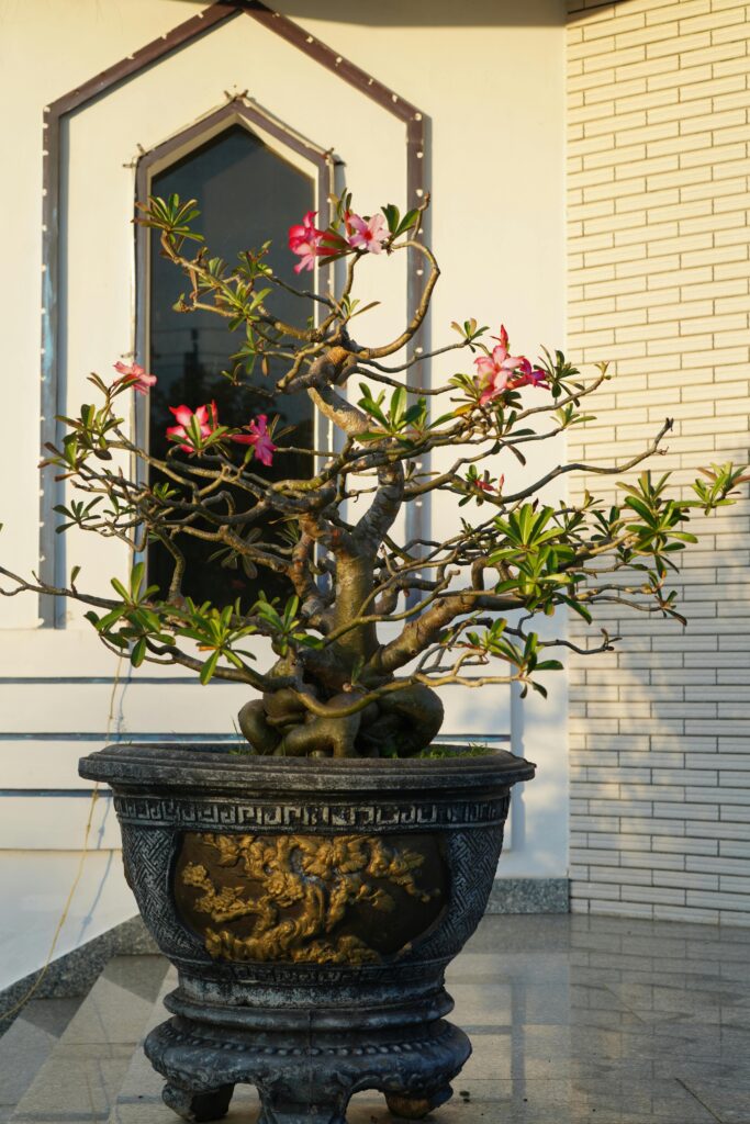 Vibrant Desert Rose Bonsai in Ornate Planter
