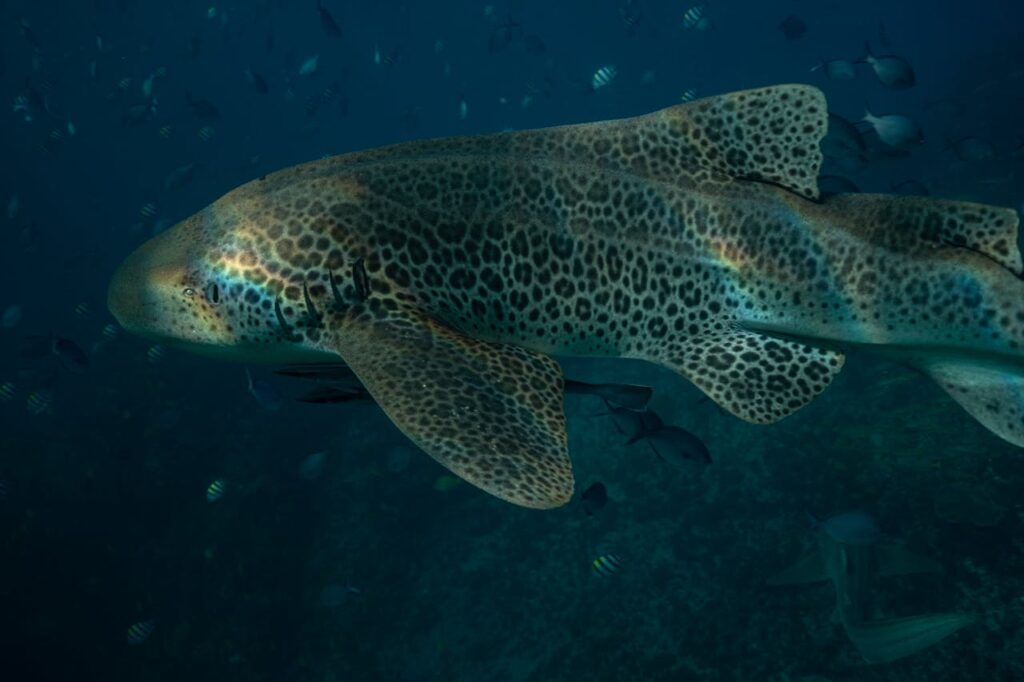 Leopard Shark in Close Up
