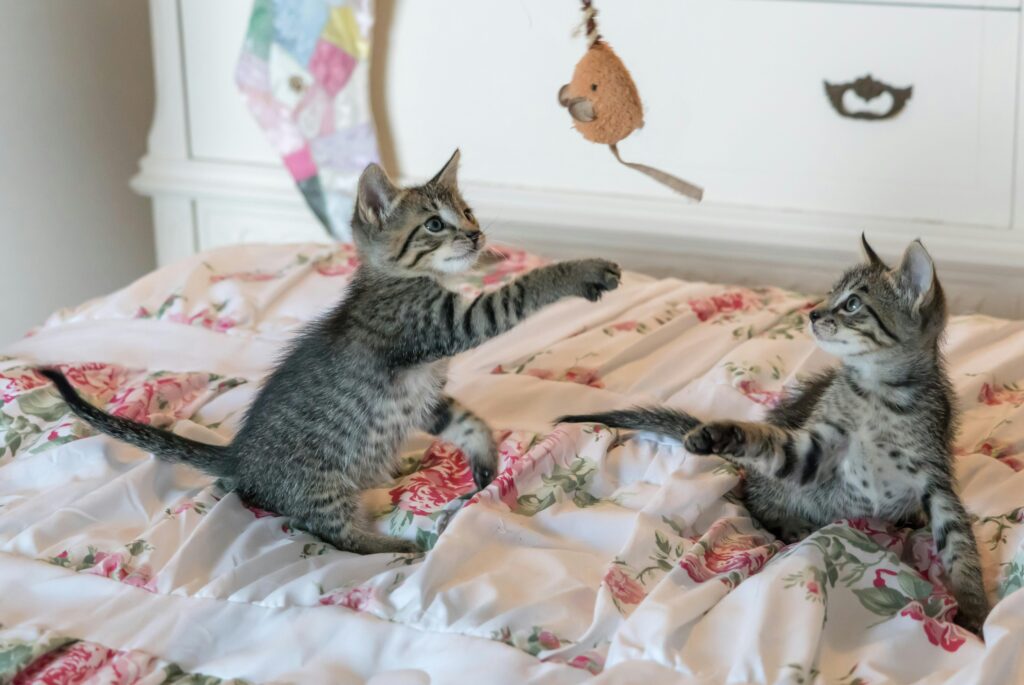 Tabby Kittens on Floral Comforter
