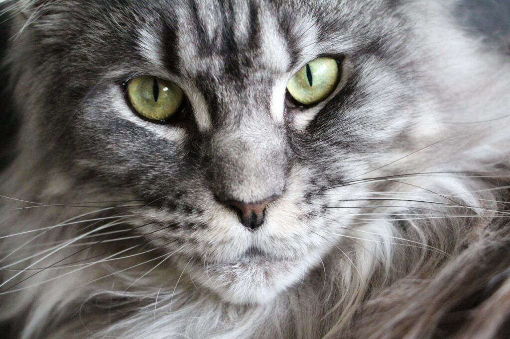 Grey and White Coon Cat
