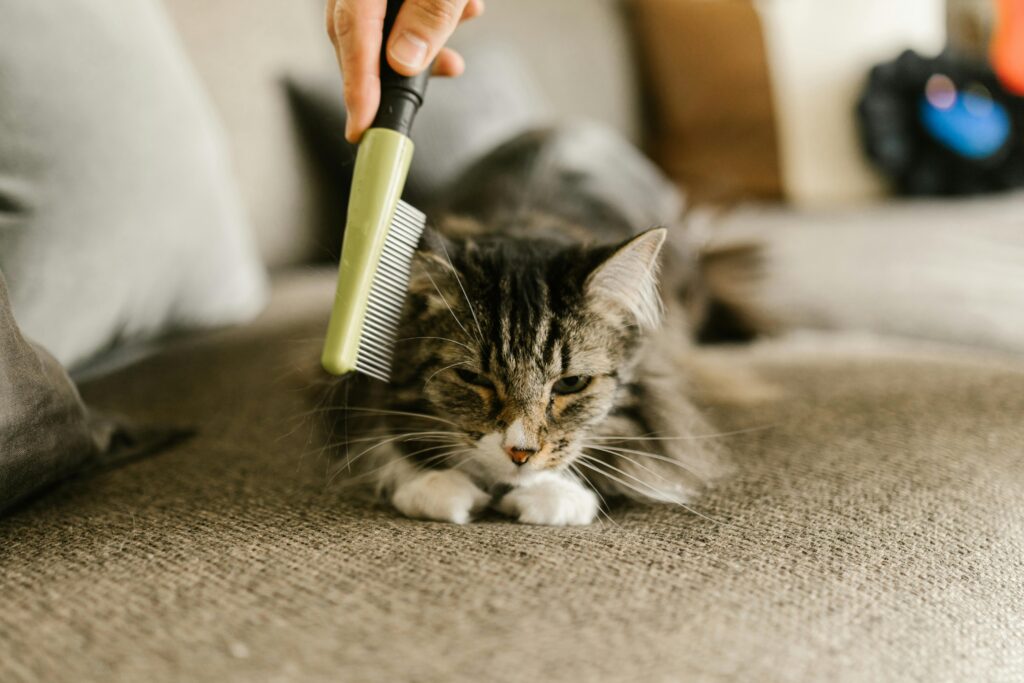 brushing a cat 