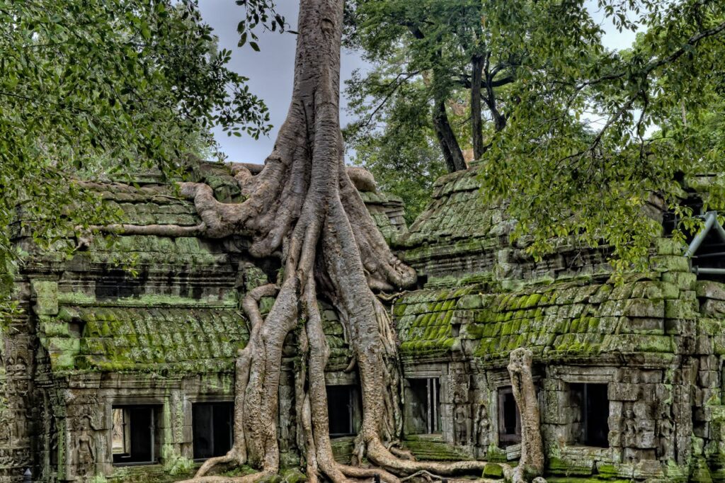 Building With Tree
