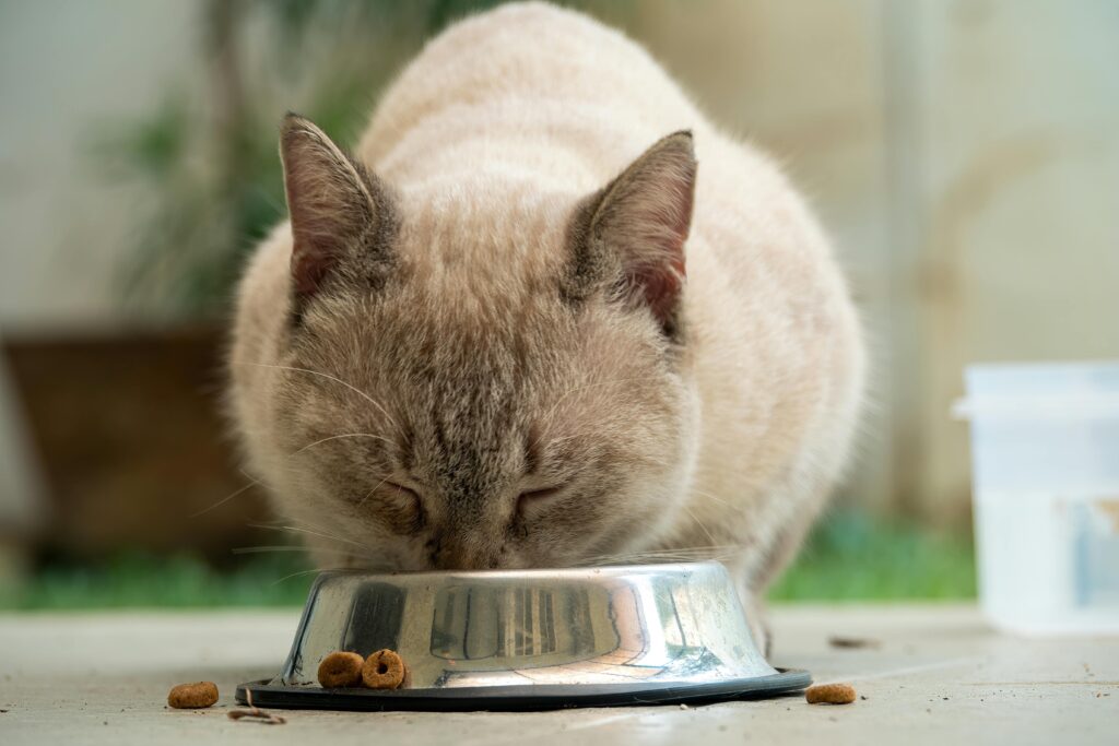 cat eating from bowl