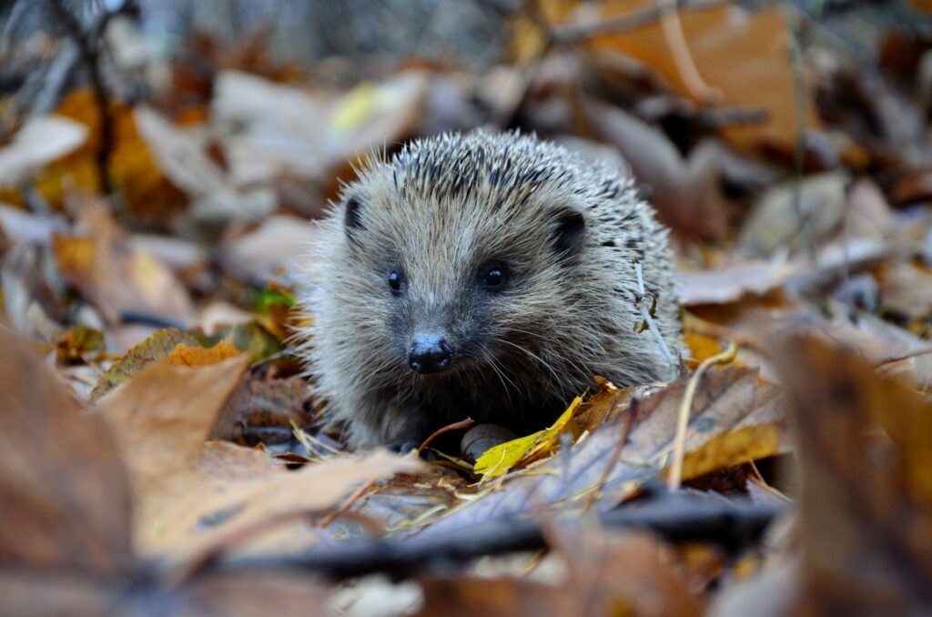 selective focus photography of hedgehog on ground
