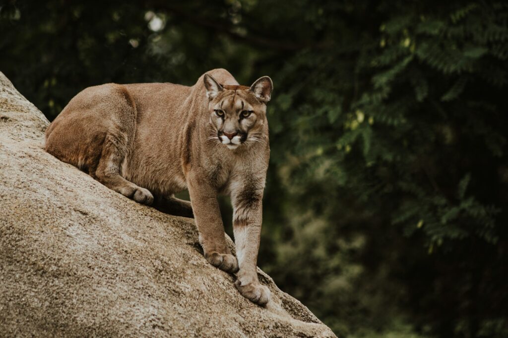 cougar on brown rock formation
