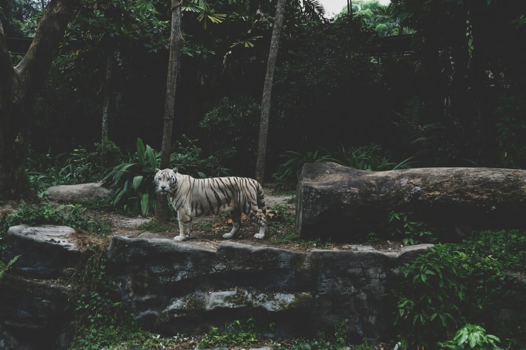 tiger near tree trunk
