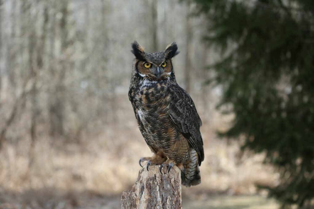 an owl sitting on a tree stump in the woods
