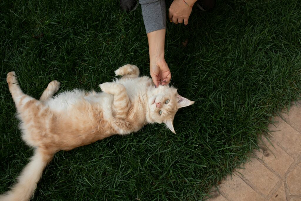 a person petting a cat on the grass
