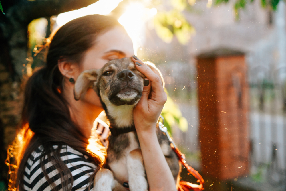 Volunteer holding homeless dog in beautiful sunset light.