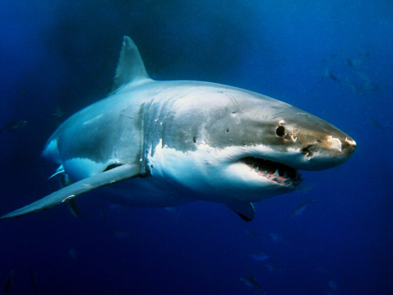 15 Incredible Shark Facts You Probably Didn’t Know - Featured image