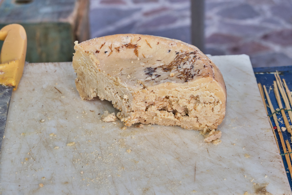 Casu Marzu, sardinian cheese with larvae of Piophila Casei
