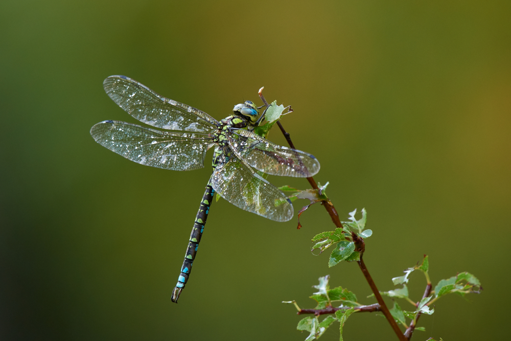 dragonfly outdoor on wet morning