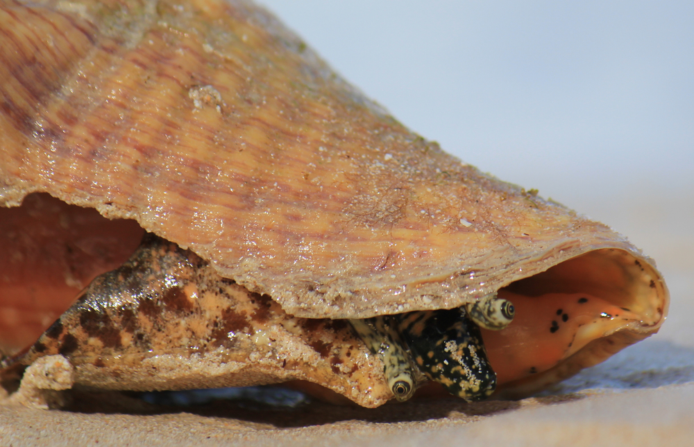 immature queen conch coming out of it's shell on the sand at the beach in the bahamas
