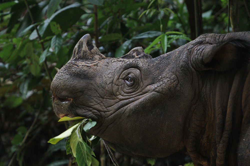 Sumatran Rhino ( Sumatran rhinoceros) in sanctuary eating small leaf