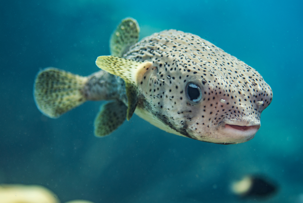 A Porcupine Pufferfish in the open water in Bonaire.
