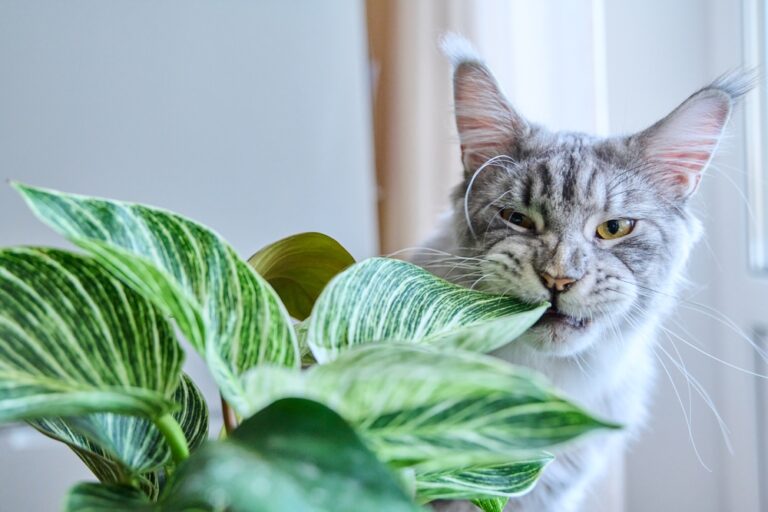 12 Toxic Plants You Should Never Own If You Have Pets - Featured image