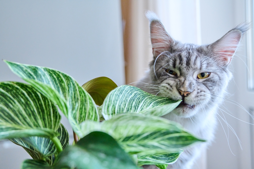 Close-up of cat sniffing and biting green houseplant
