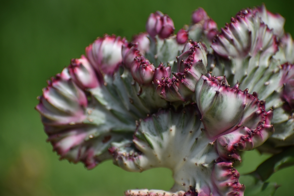 Coral cactus closeup (Euphorbia lactea cristata), mottled spurge, false cactus, crested elkhorn, frilled fan. White flower with pink around. Green background. Unusual unique succulent. Euphorbiaceae